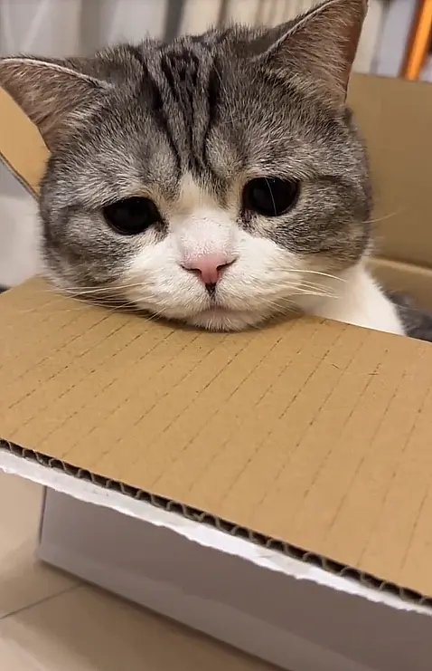 好吧,即便是拥有崭新的纸盒子,眼里也已经没有光了