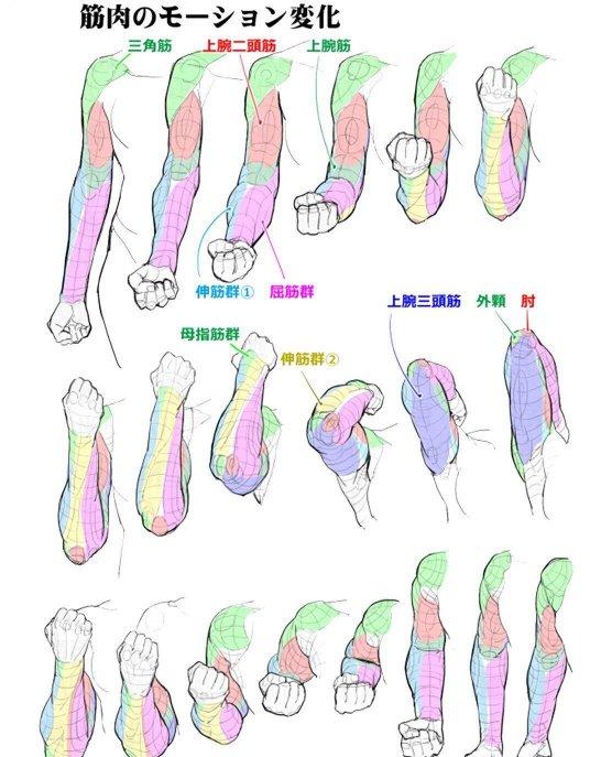 胳膊肌肉简笔画图片