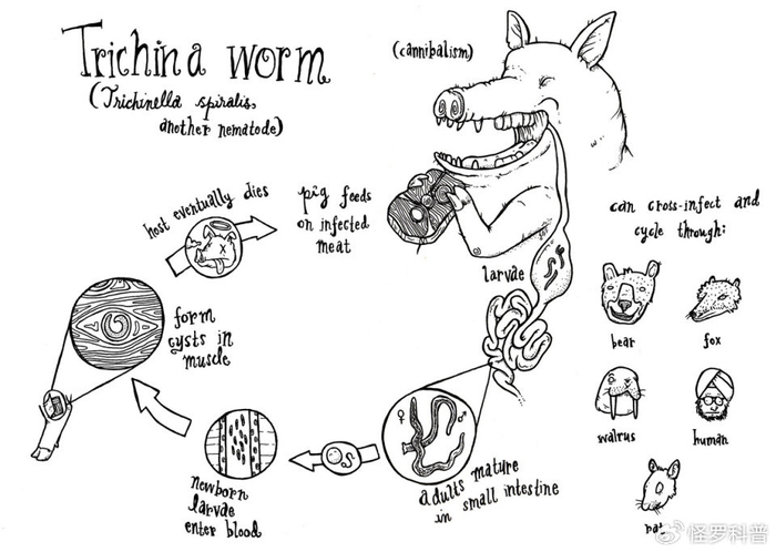 猎杀黑熊,还将其串成烤肉吃了!美国一家6口出现罕见疾病