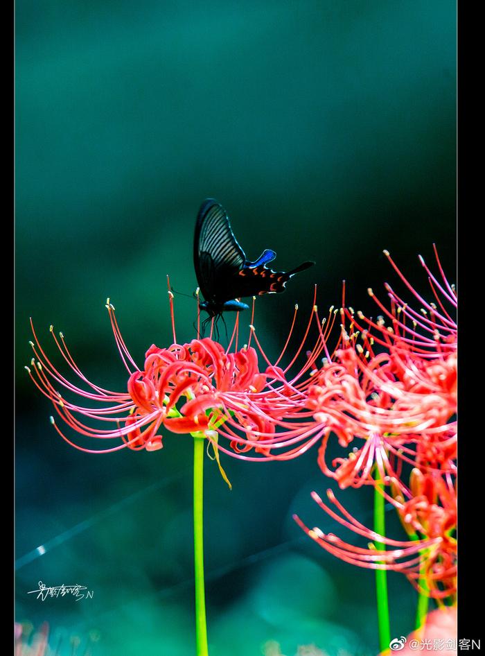 彼岸花--蝴蝶与螳螂