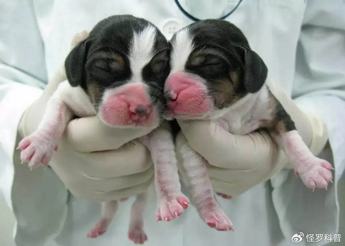 剖腹取卵植入胚胎用16只猫克隆1只克隆背后的黑暗你知道吗