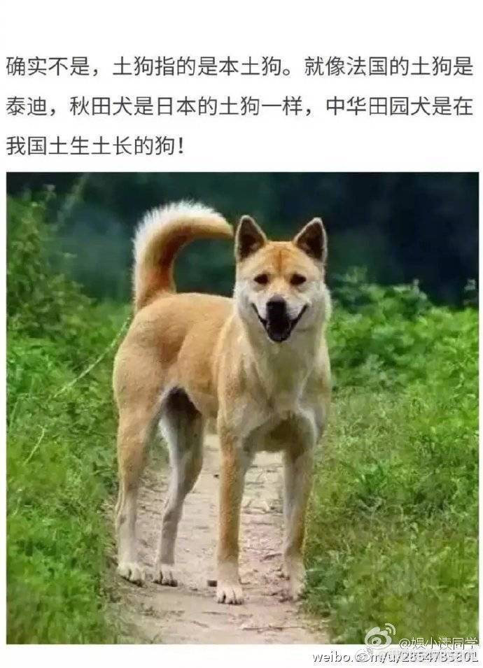 中华田园犬也就是我们口中的土狗,别让中国的田园犬慢慢消失好吗
