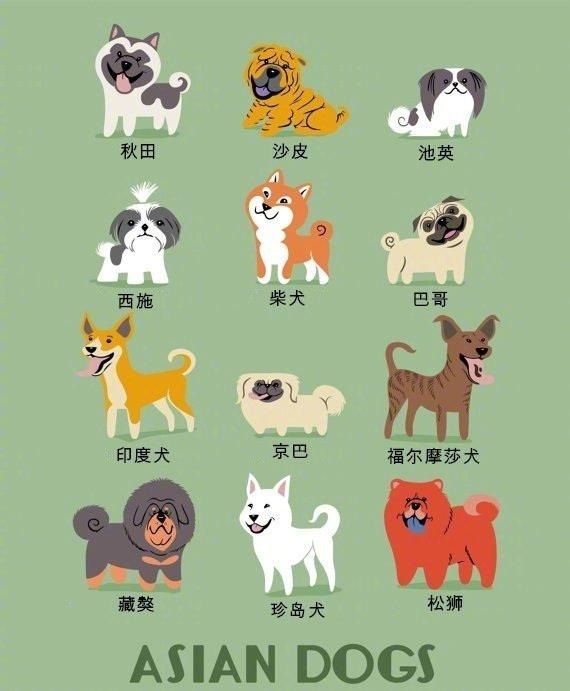 世界名犬图鉴