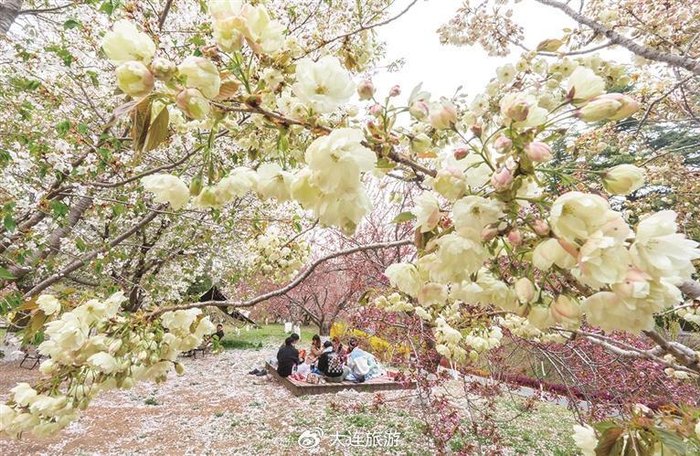 我在大连等你|樱花园|清明节|携程_新浪新闻