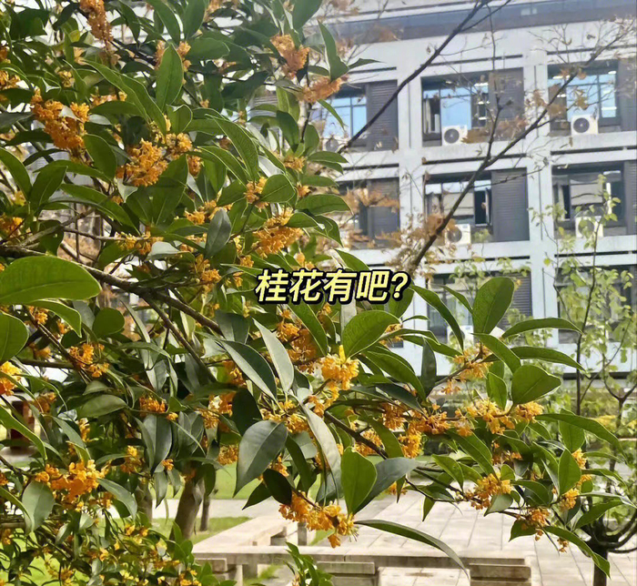 桂花的季节，当然要做个桂花香袋了啊__财经头条