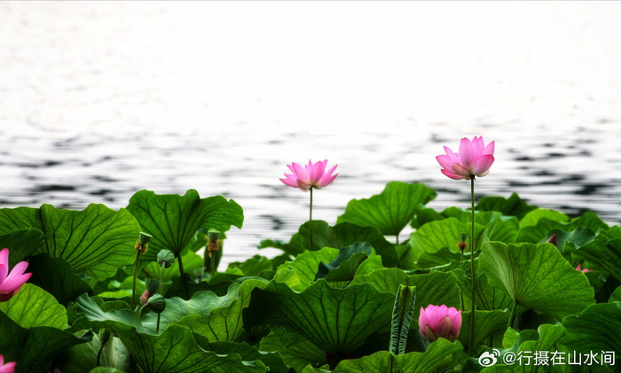 北京西海湿地公园荷花开2024.6.29 摄影