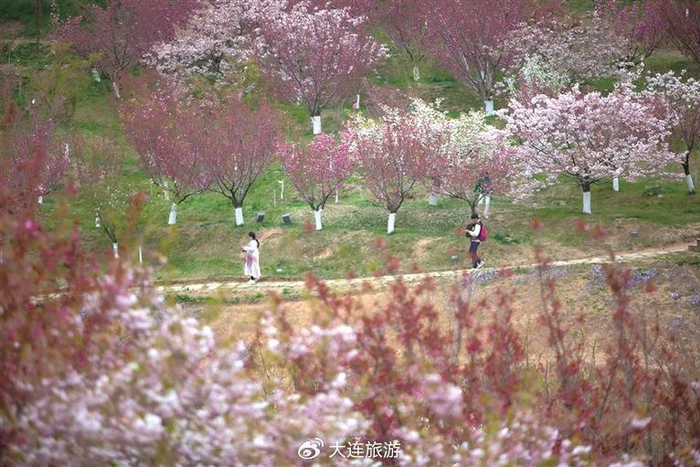 我在大连等你|樱花园|清明节|携程_新浪新闻