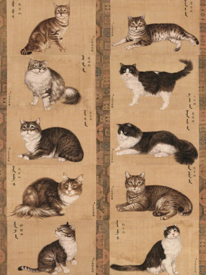 乾隆的猫,来自清宫廷画家艾启蒙所画的《狸奴影》,共十页