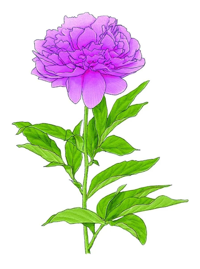 春日将尽,但那些画中花儿,依然开着|花篮图|灵芝|芍药_新浪新闻