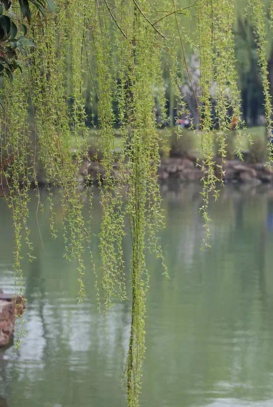 草长莺飞二月天拂堤杨柳醉春烟