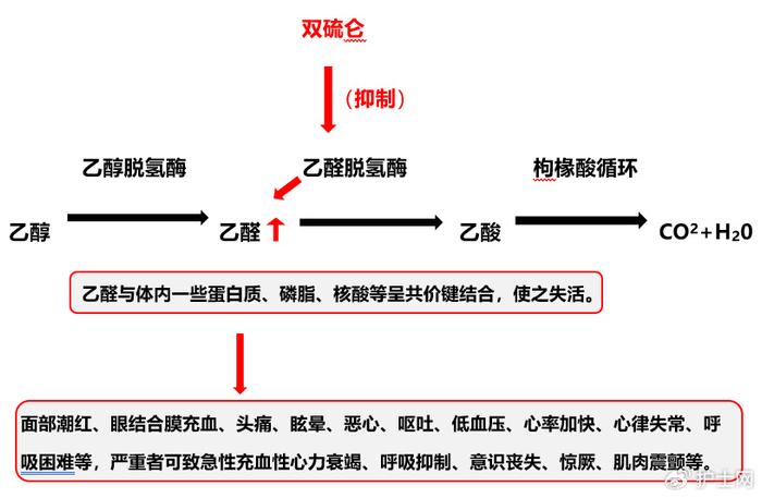 由於某些化學結構中含有甲硫四氮唑側鏈,抑制了肝細胞線粒體內乙醛