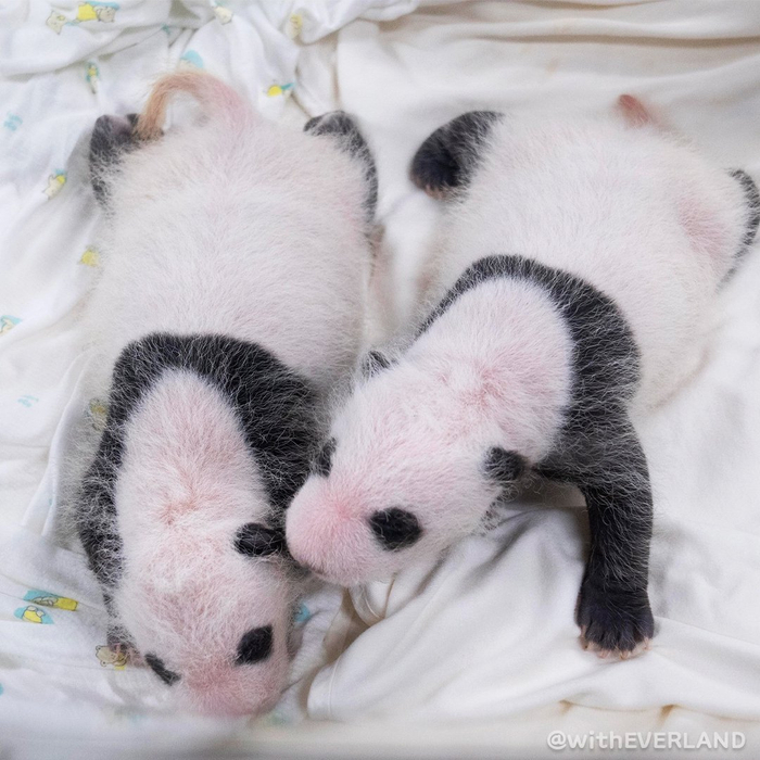 爱宝双胞胎熊猫幼崽黑背心的变化