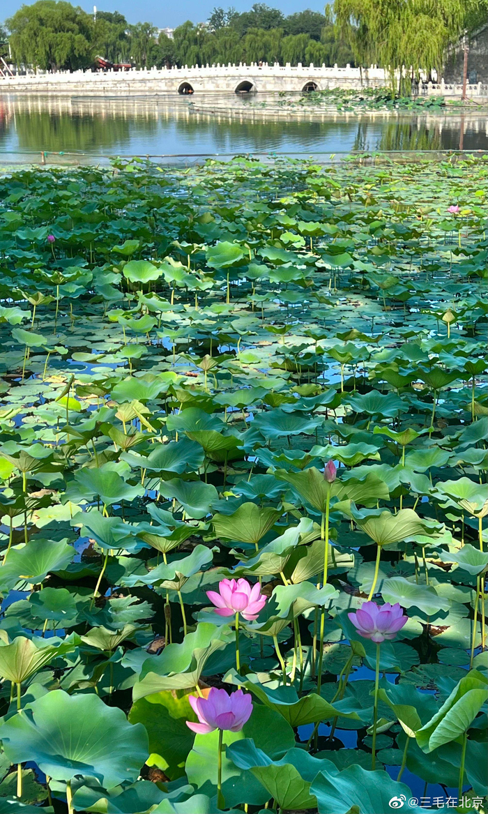 北京北海公园 荷花开 ,好运莲莲 摄影