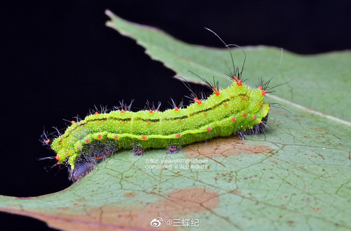 点目大蚕蛾从小到大都很可爱