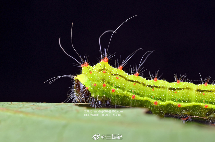 点目大蚕蛾从小到大都很可爱