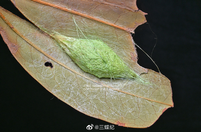 点目大蚕蛾从小到大都很可爱