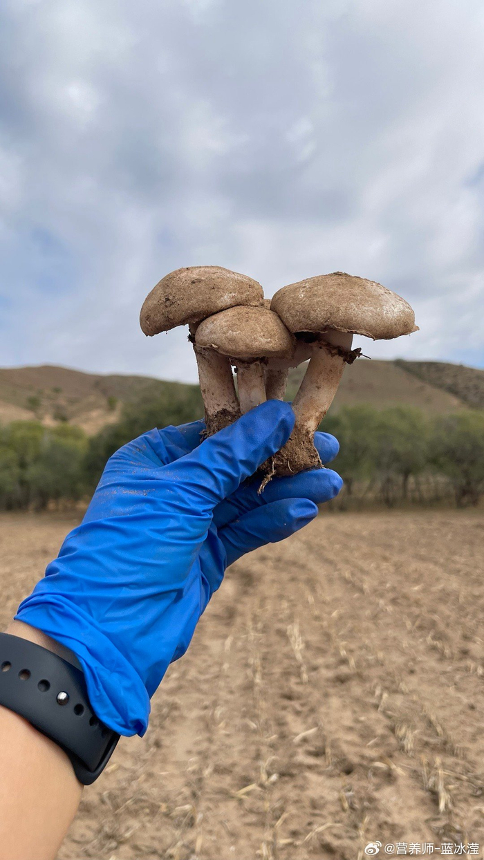嘤嘤嘤! 草原白蘑菇小郡主来了 今天的快乐是捡蘑菇给的哈哈哈哈
