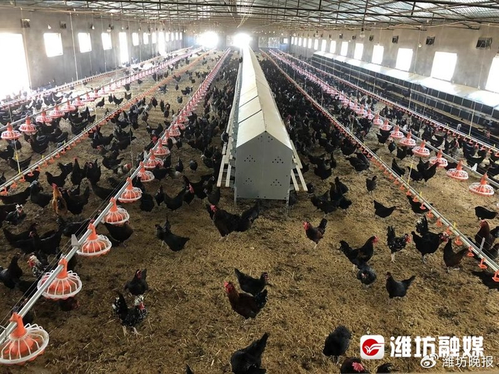 【探寻经济活力"潍"面孔 | 返乡创业,抢抓"鸡"遇奔富路】|张杰|鸡舍