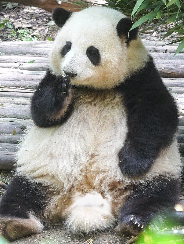 遇到国宝熊猫请不要无视,许愿很灵