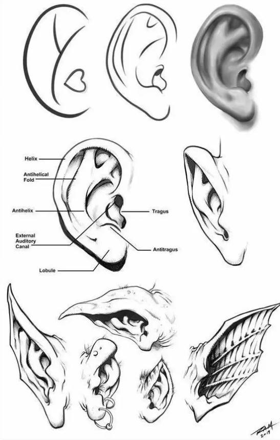 耳朵怎么画好看?耳朵的详细画法