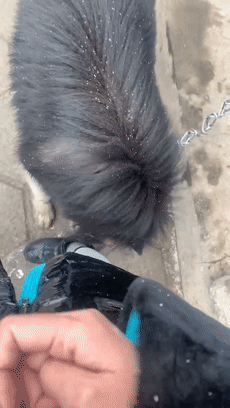 阿拉斯加雪中被丢弃脖子上套着铁丝连着铁链被拴在路边