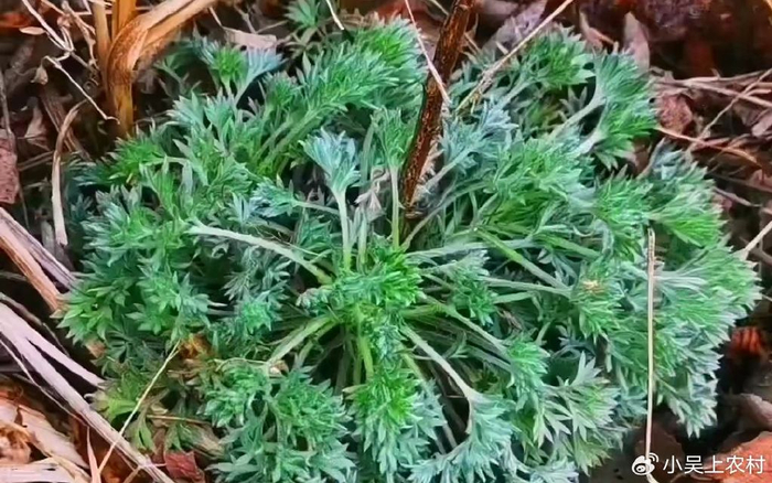 俗话三月茵陈四月蒿五月当柴烧三月茵陈当野菜食用的黄