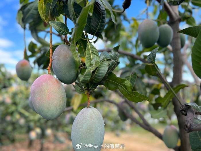 海南凯特芒|果园采果中, 薄薄的果皮,果子超老