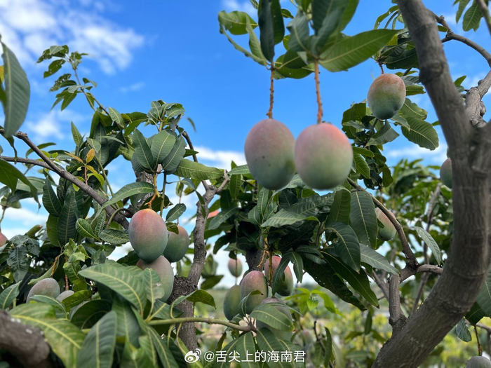 海南凯特芒|果园采果中, 薄薄的果皮,果子超老