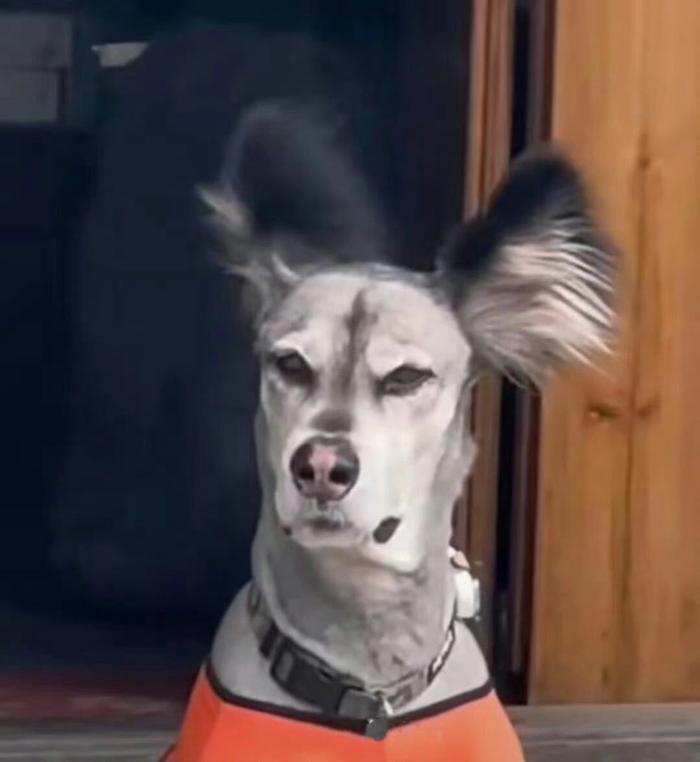 狗狗的发型可以有多搞笑?