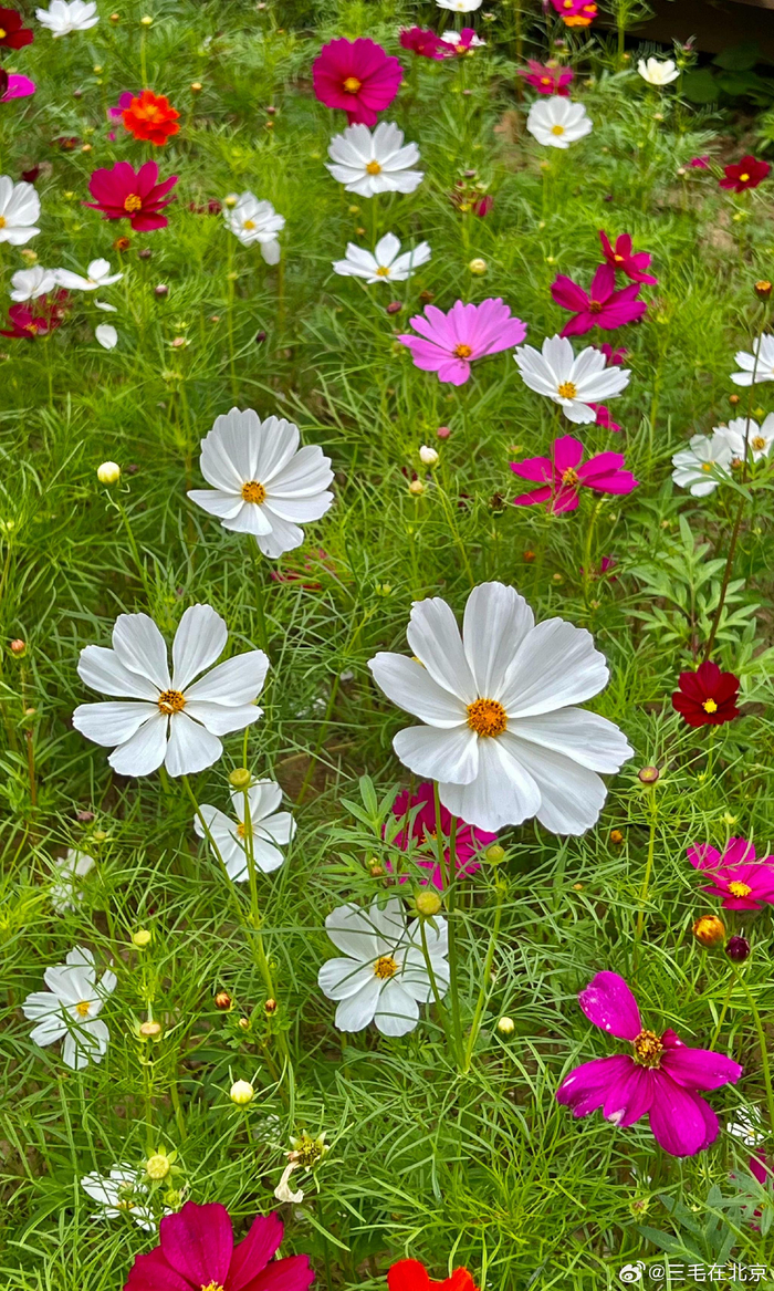 北京奥森北园 波斯菊盛开 摄影