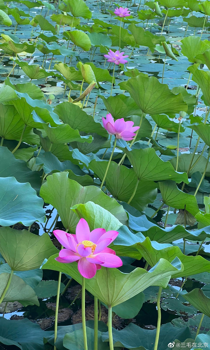 北京北海公园 荷花开 ,好运莲莲 摄影