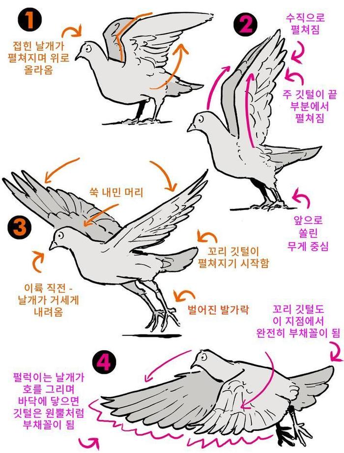 鸟翅膀怎么画简单图片