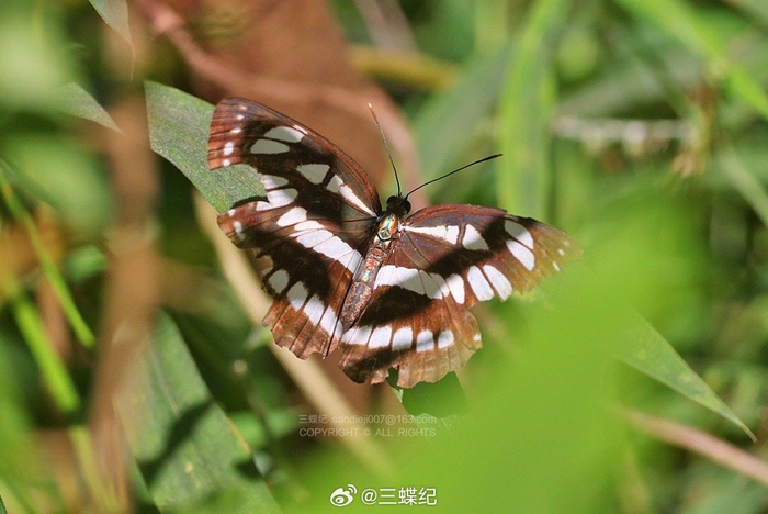 秋日的深圳蝶记录(大家来找茬系列):1,金蟠蛱蝶