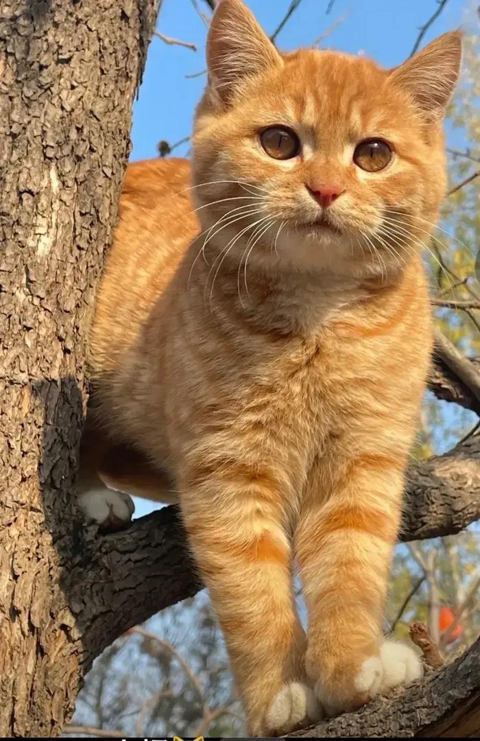 谁家的大橘猫