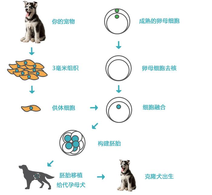 猫胚胎发育过程图片