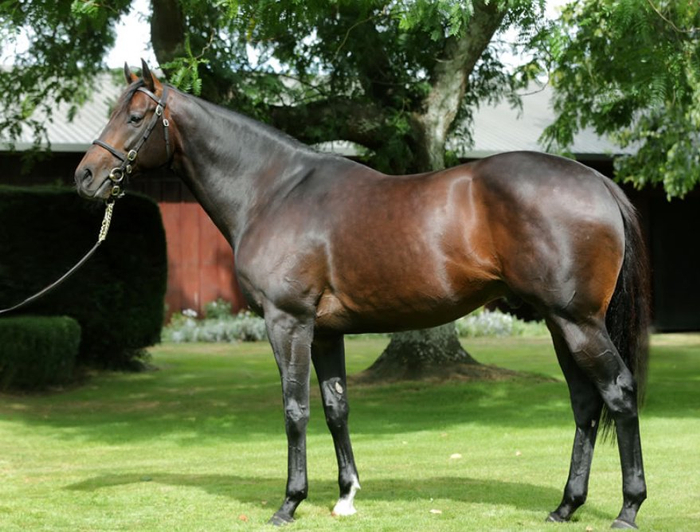 世界最贵种公马"迪拜威"孙女,身怀国际一级赛|新西兰|赛马|公马_新浪