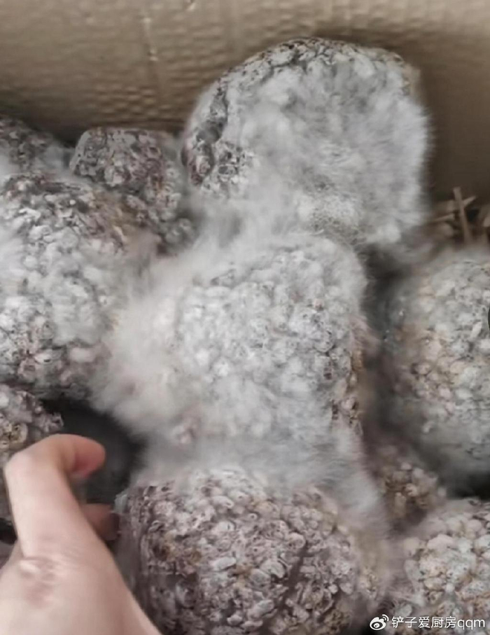 食物发霉长毛了还能不能吃?看上去就害怕,不要轻易尝试.