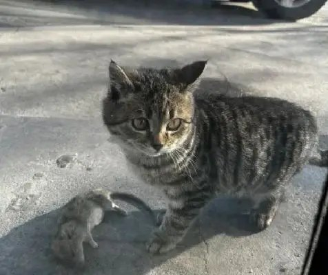 四个月大的小猫抓了一只大老鼠