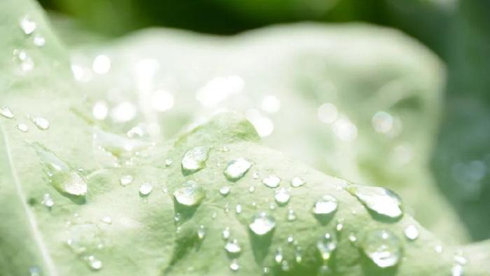 每日好诗｜张帆：风没有来，雨没有来，你也没有来