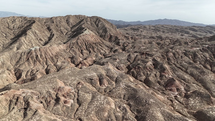 全球一半以上的野生兔狲,生活在中国!