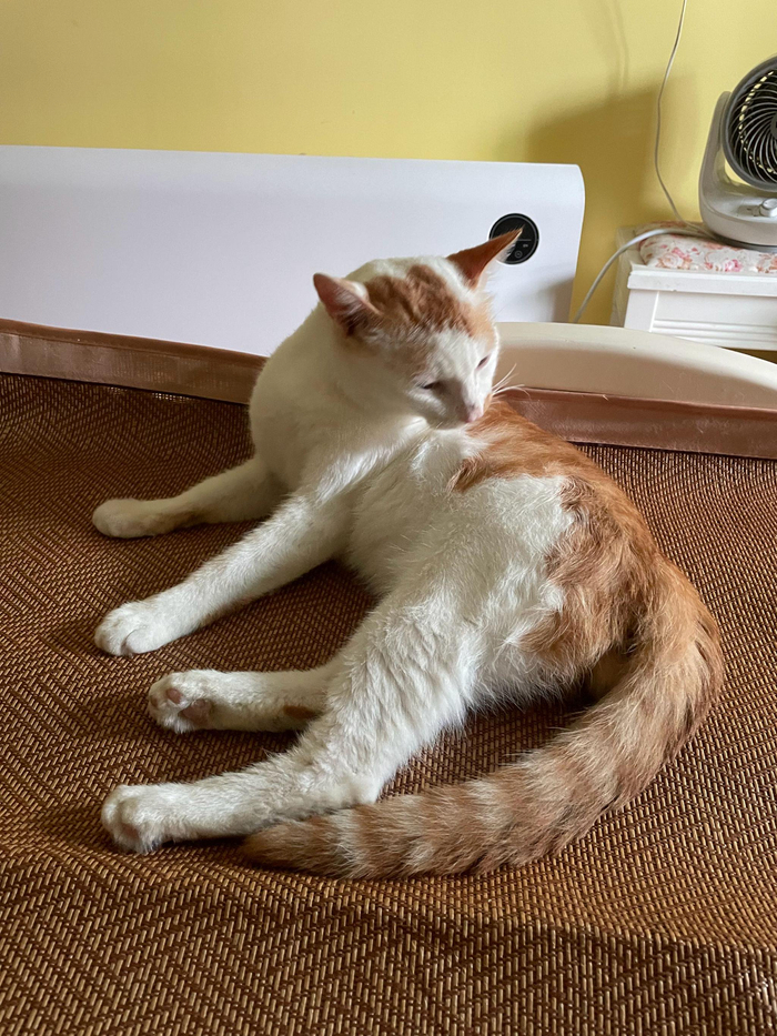 浑身上下散发出来的霸道气质猫随主