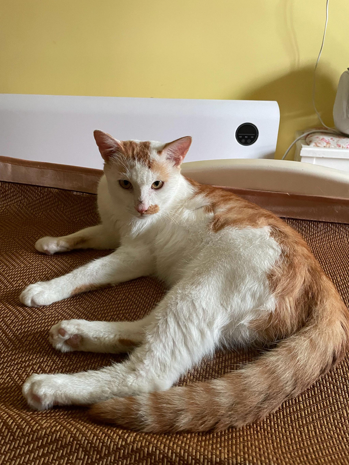 浑身上下散发出来的霸道气质猫随主