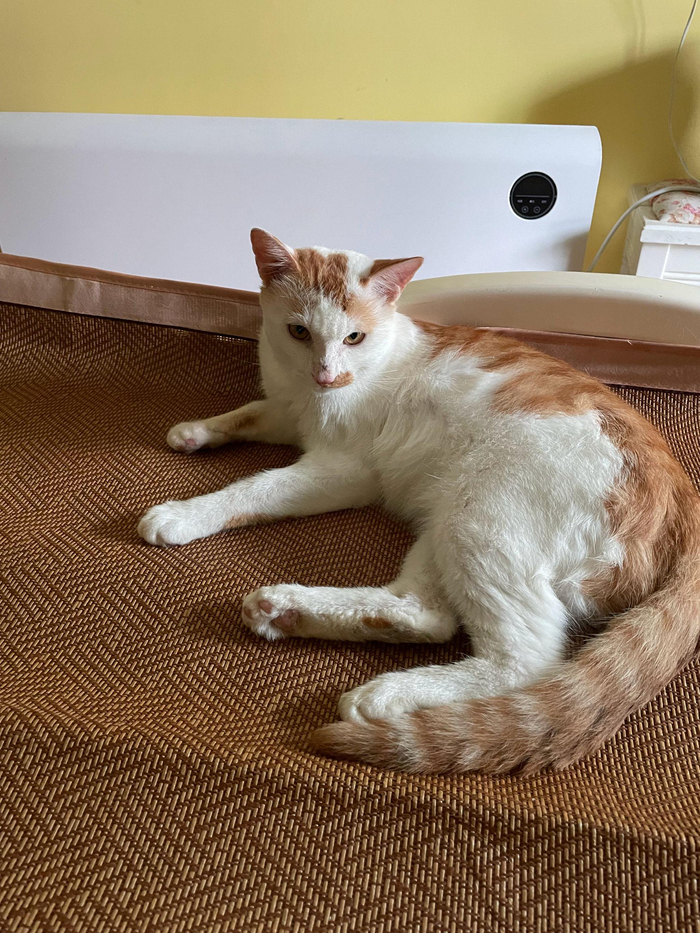 浑身上下散发出来的霸道气质猫随主