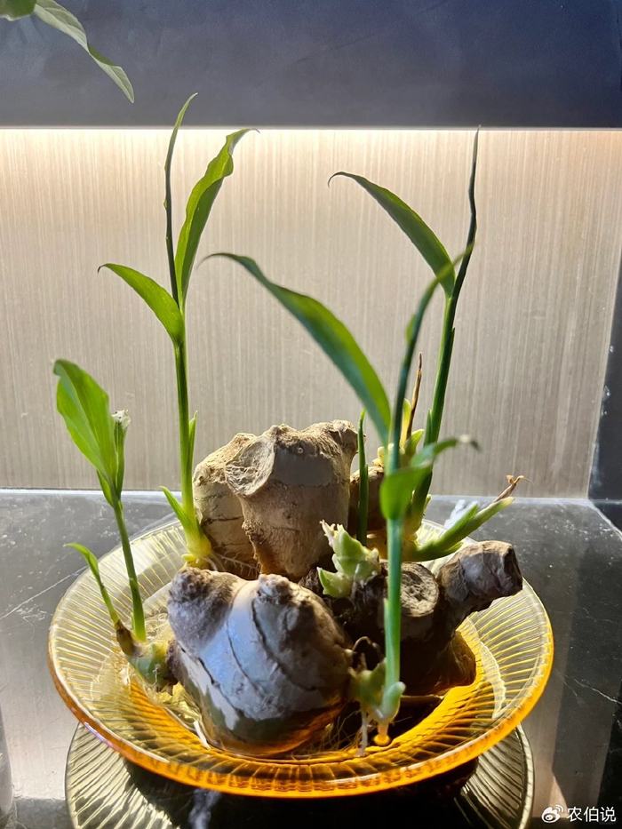 辽宁一00后,因"水培生姜"而走红,养出一片"姜山",超治愈|00后|生姜