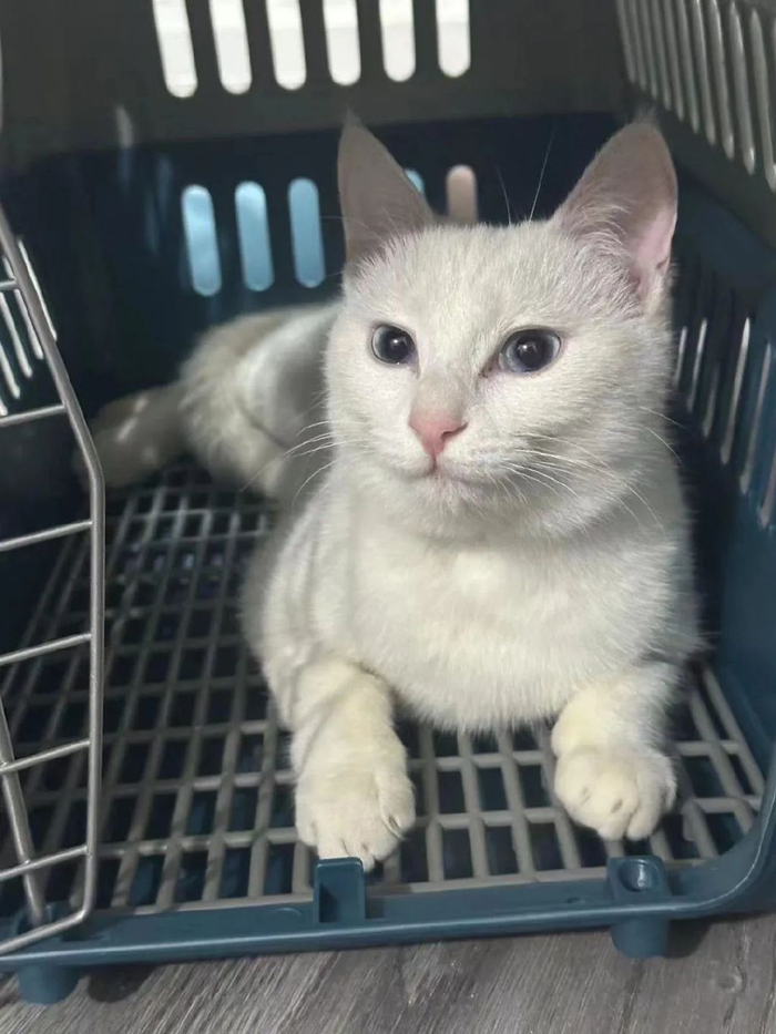 膀胱破裂的小聋猫,一肚子血水,鼓起勇气求助,终于在初春迎来了新生