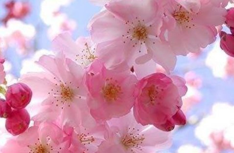 新春旺桃花让正缘早日到来|桃花运势_新浪新闻