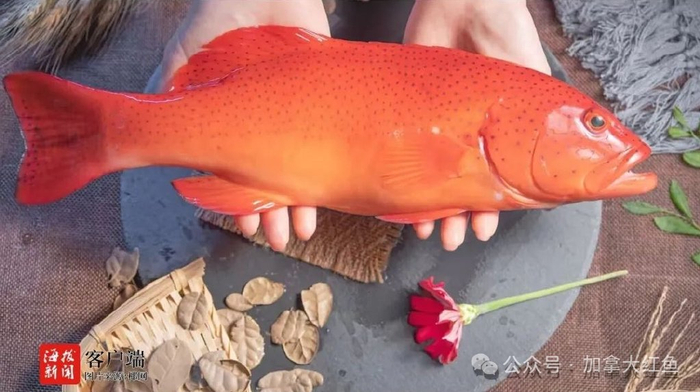 rockfish(岩鱼),ocean perch(海洋鲈鱼),sea perch(海鲈鱼),redfish