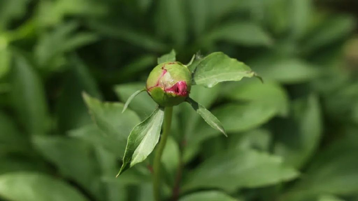 一般来说,白芍药的炮制品主要分为生白芍,炒白芍,酒白芍,醋白芍,土