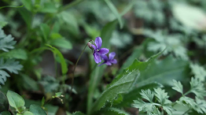 可能对中医药多少有点了解的人,都知道蒲公英被誉为