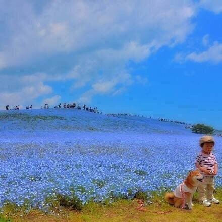 日本hitashi公园的蓝色粉蝶花,超美的花海